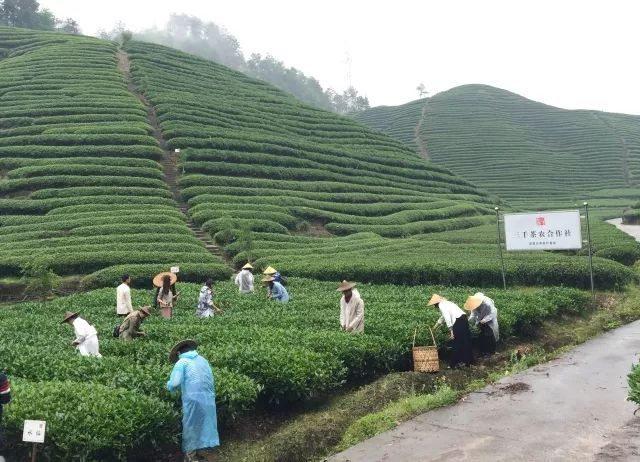茶山游學(xué) | 三千茶農(nóng)匯聚武夷，共赴茶葉探索之旅