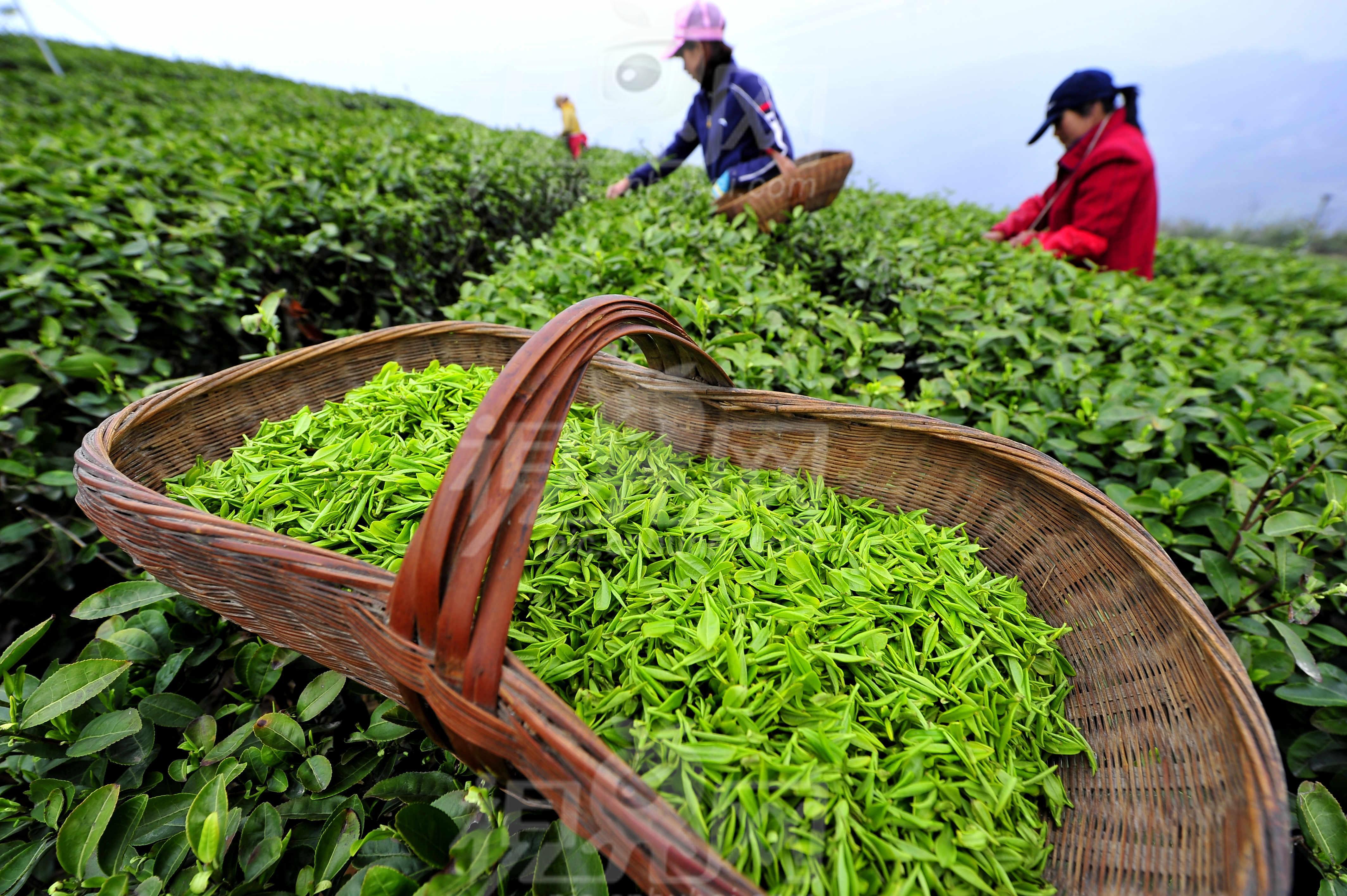 茶農世家分享種茶致富經 打造專業網站，助力茶業騰飛
